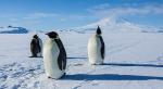 Antarktyda: rok na lodzie - pokazy specjalne