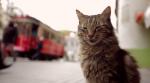Kedi - sekretne życie kotów - pokazy przedpremierowe